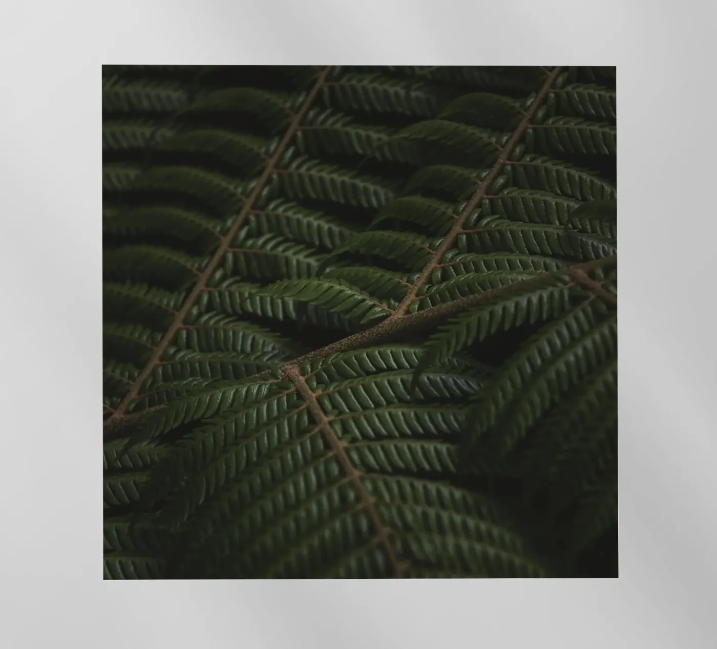 Fern 3 pellicola backlit da Nur Mut