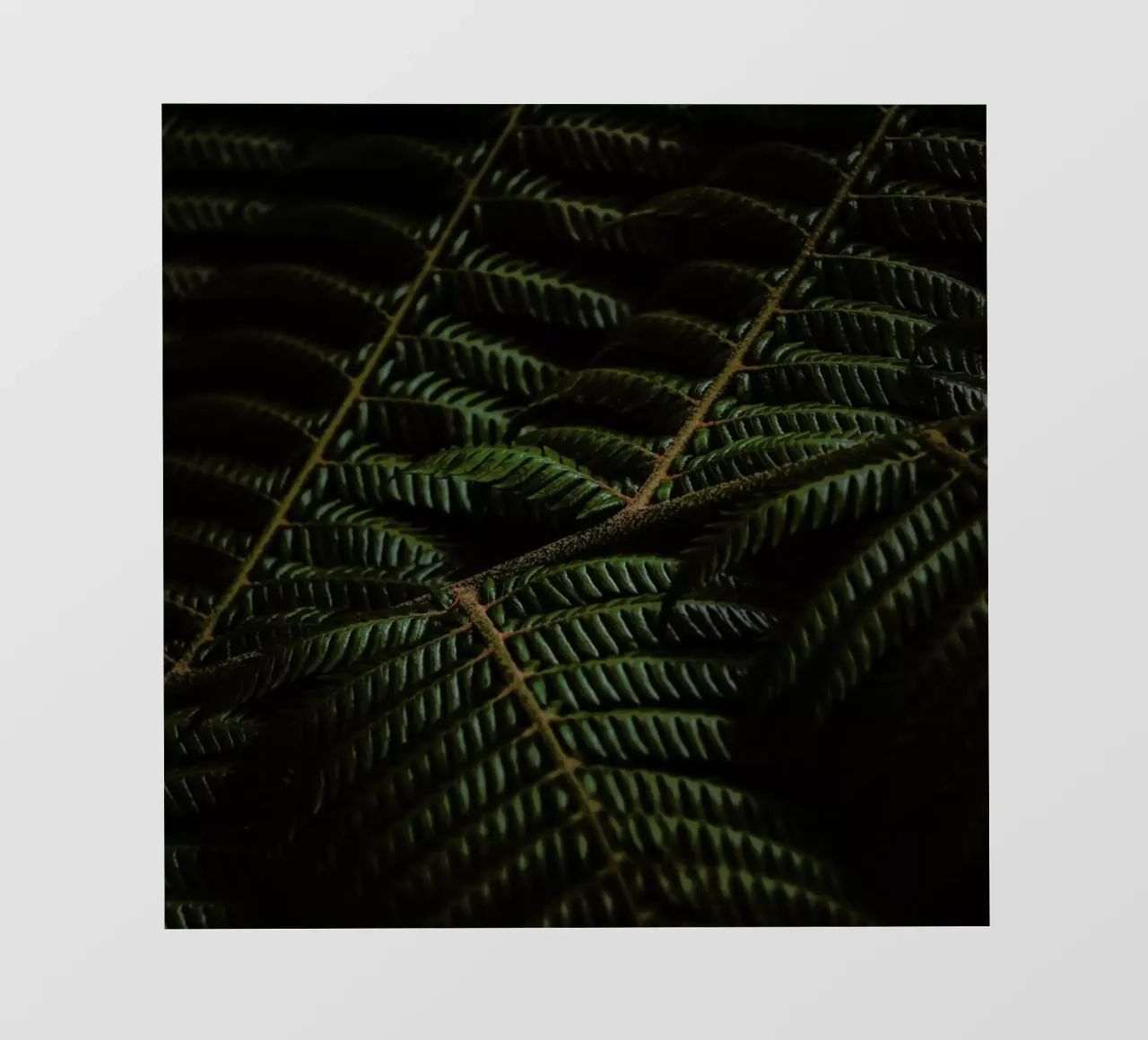 Fern 3 pellicola backlit da Nur Mut