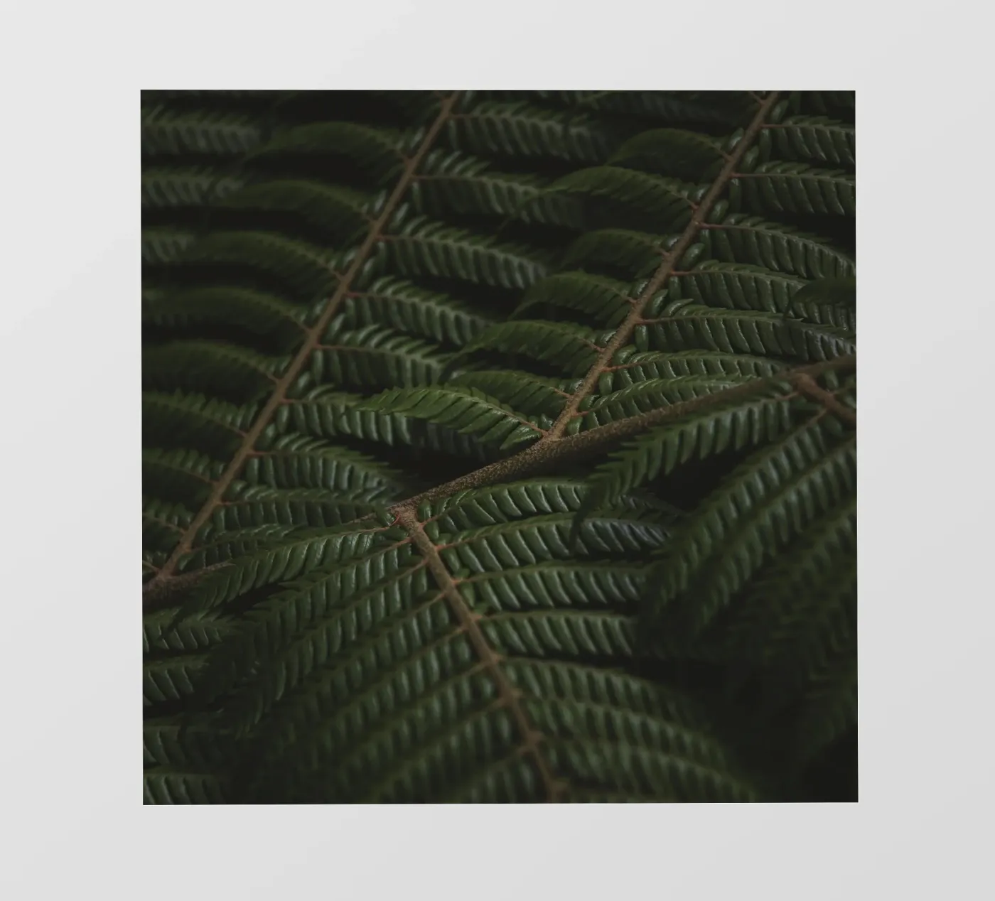 Fern 3 pellicola backlit da Nur Mut