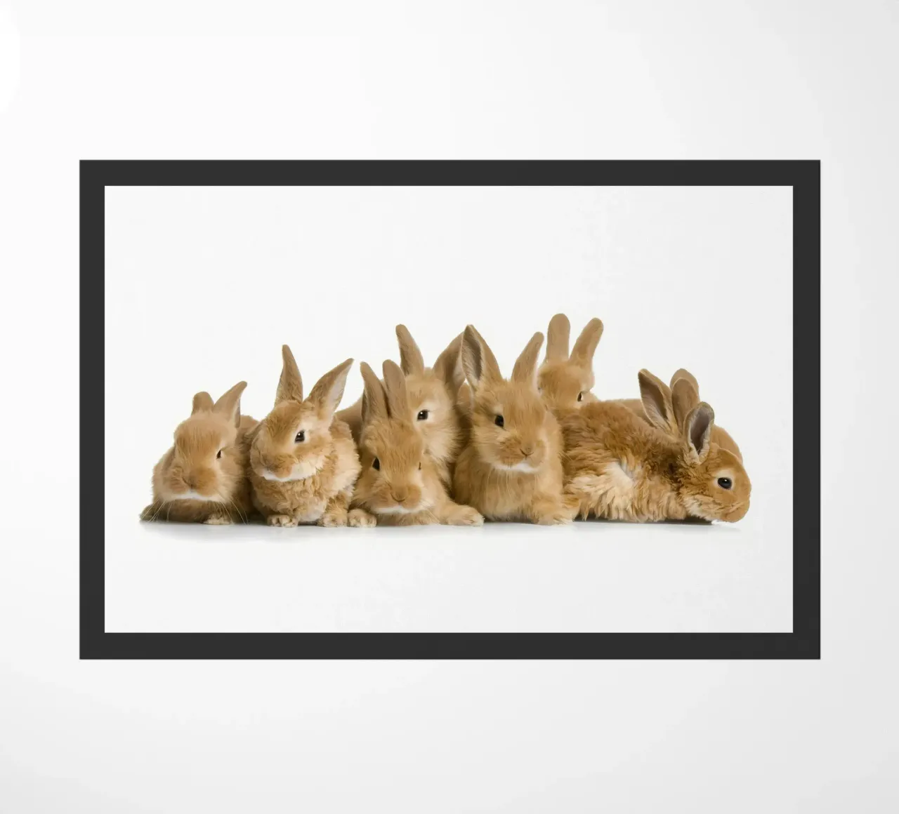 Poster animali 154 zerbino da Korrie Lane