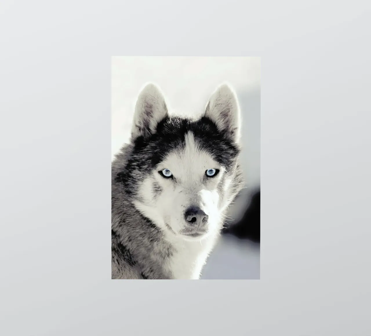 Husky sticker by Monika Strigel