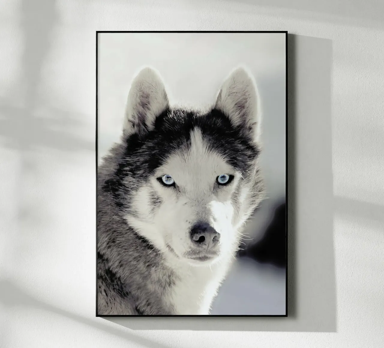 Husky plexiglass da Monika Strigel