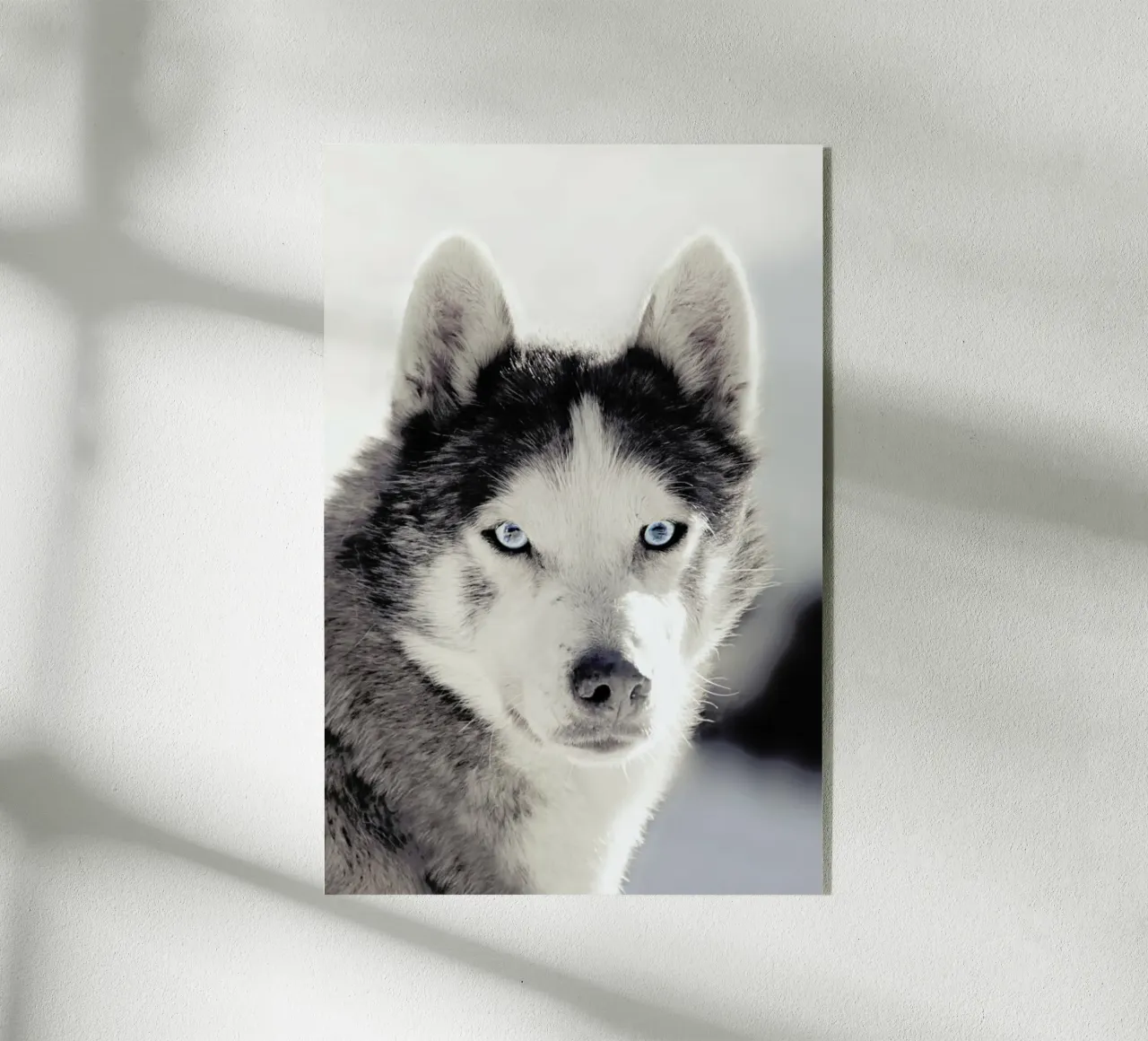 Husky plexiglass da Monika Strigel