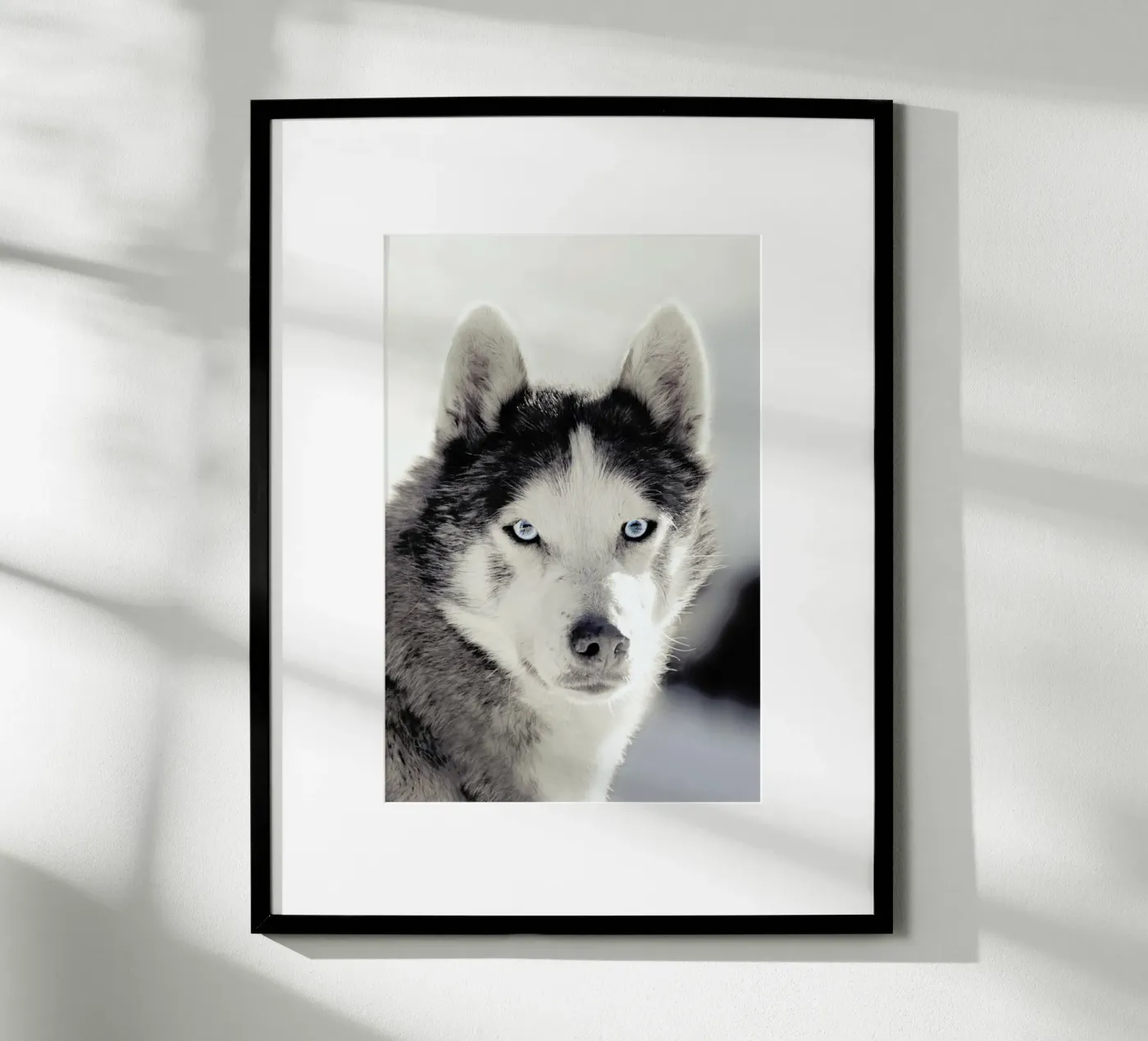 Husky poster van Monika Strigel