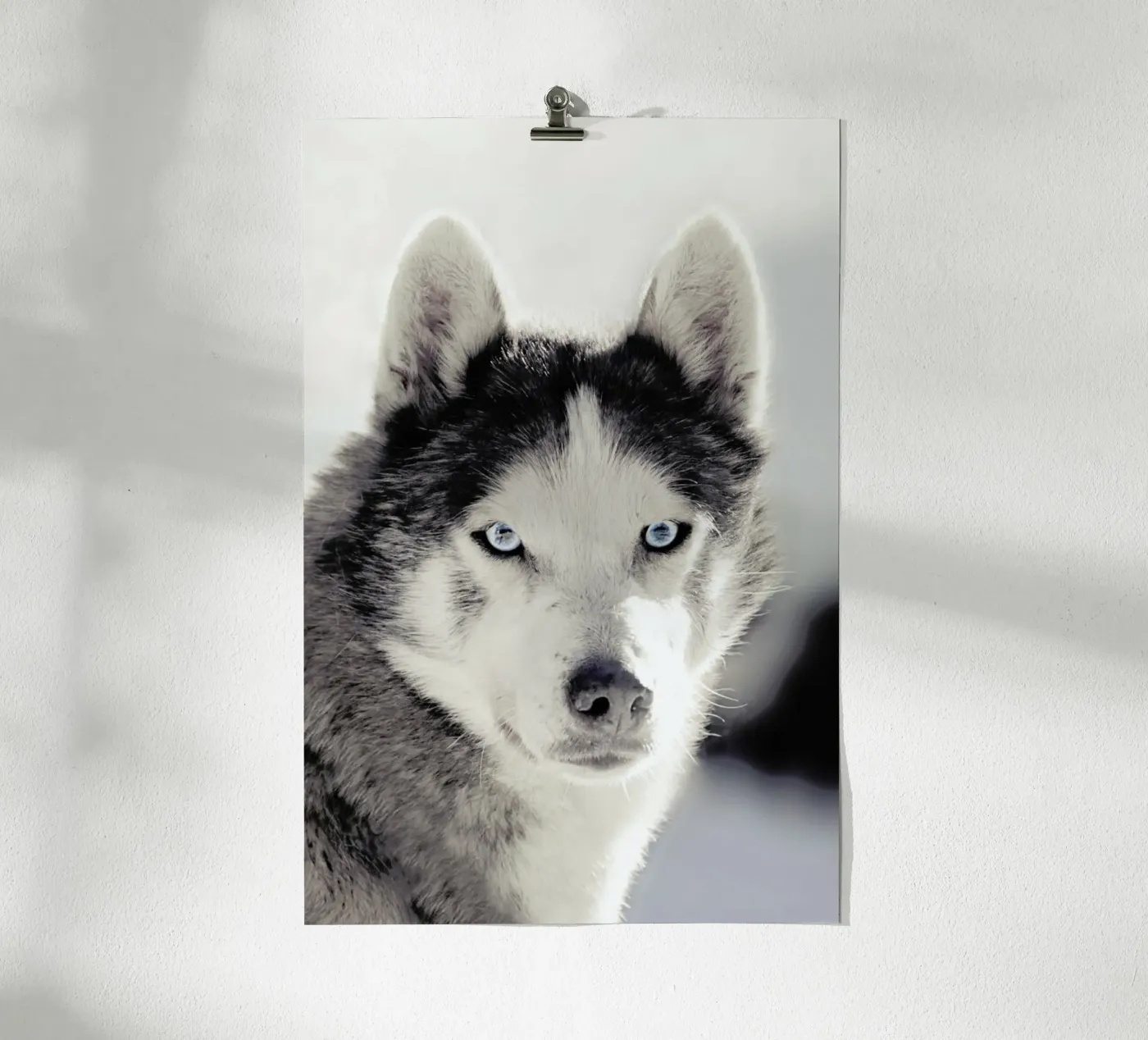 Husky Poster von Monika Strigel