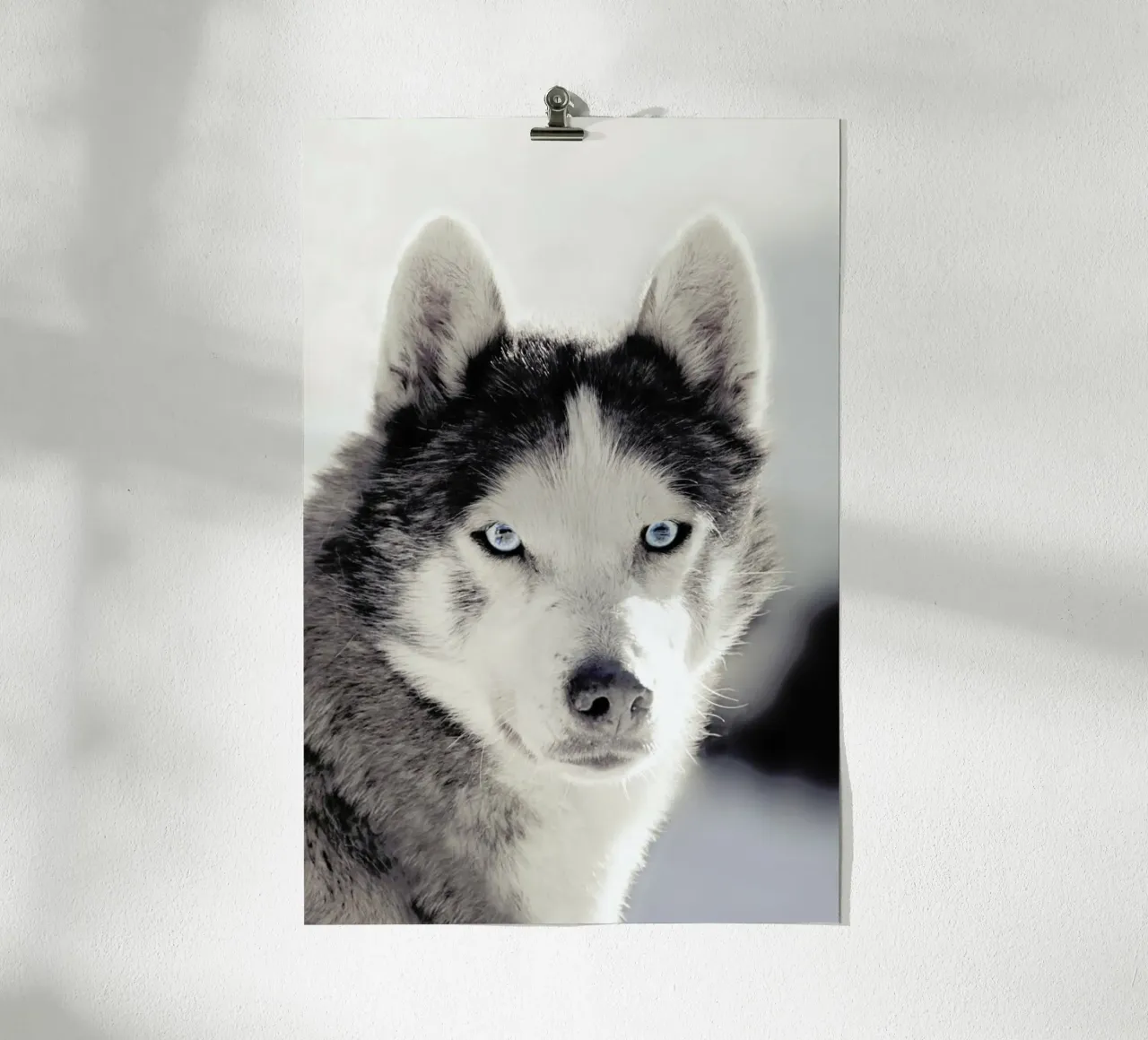 Husky poster da Monika Strigel