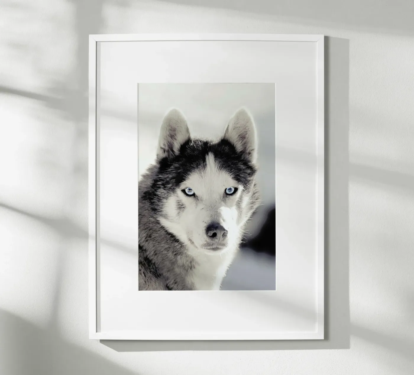 Husky Poster von Monika Strigel