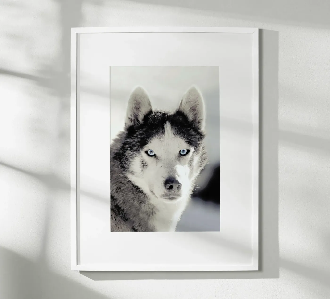 Husky poster van Monika Strigel