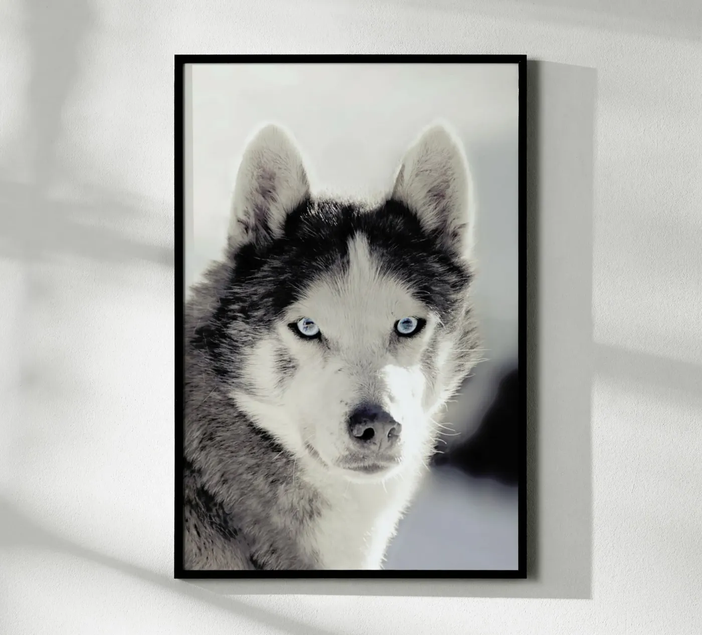 Husky Poster von Monika Strigel