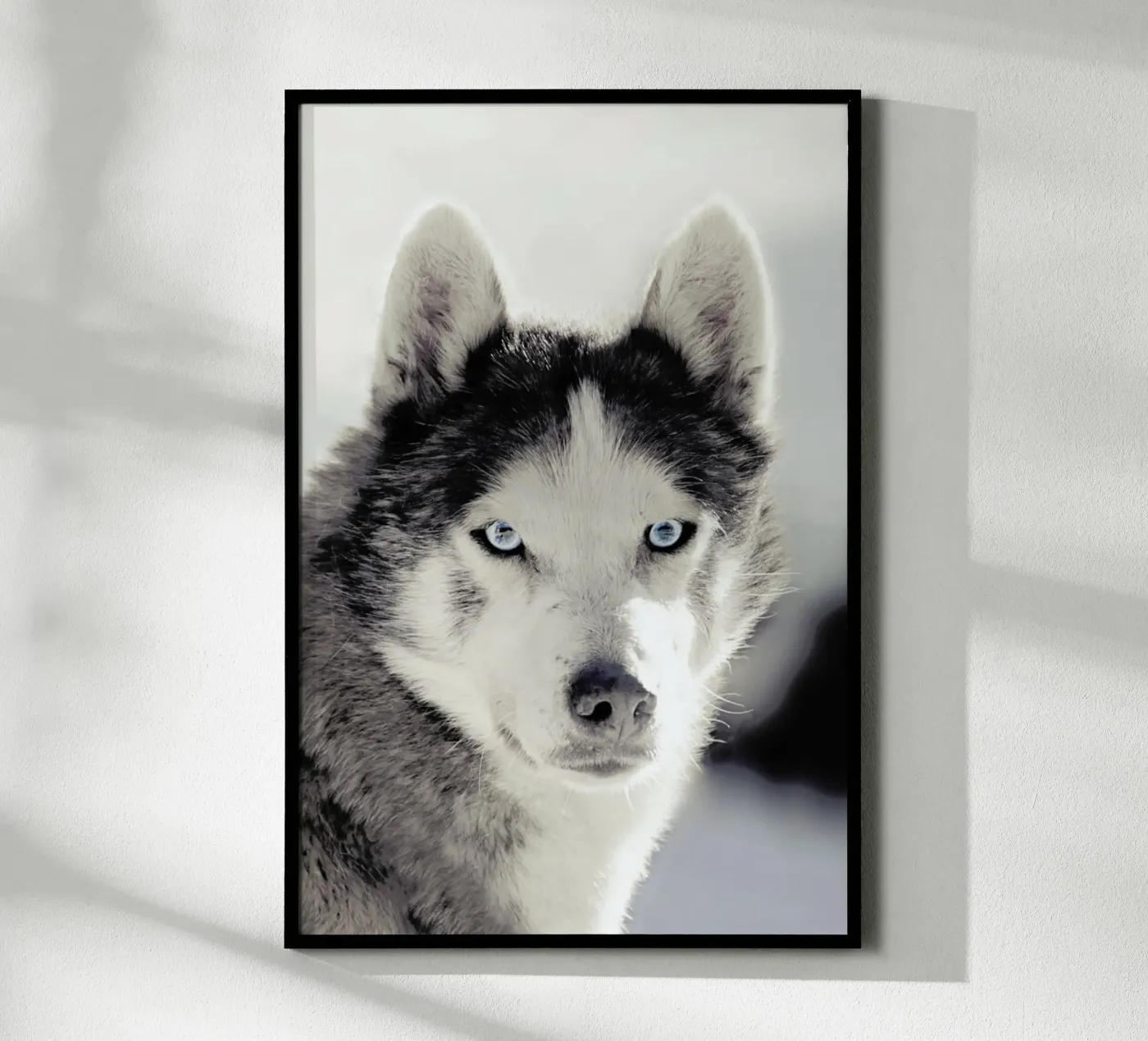 Husky poster van Monika Strigel