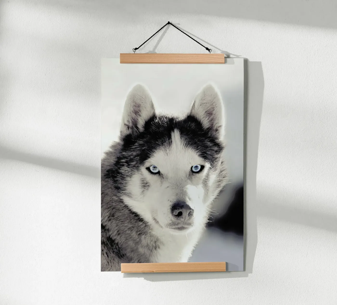 Husky Poster von Monika Strigel