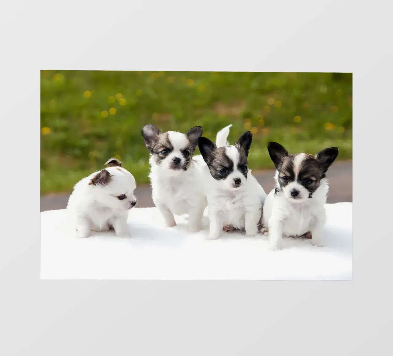Animal poster 219 photo wallpaper by Korrie Lane