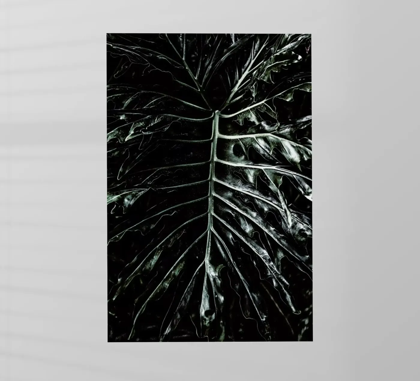 Jungle pellicola backlit da Shot By Clint