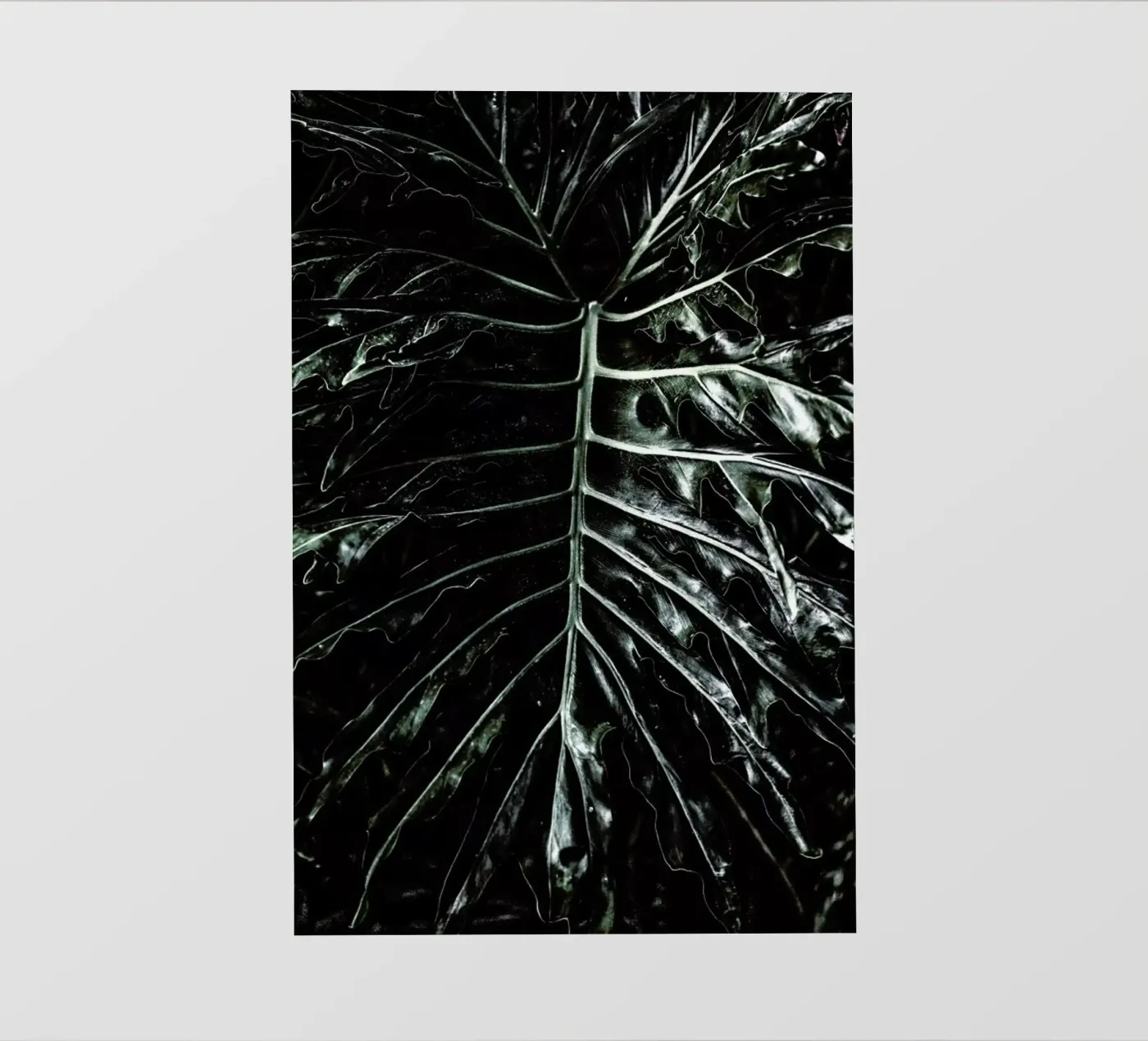 Jungle pellicola backlit da Shot By Clint