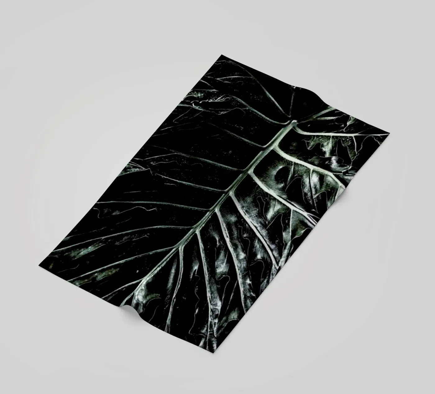 Jungle telo mare da Shot By Clint