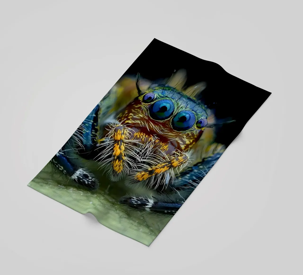 Poster animali 229 telo mare da Korrie Lane