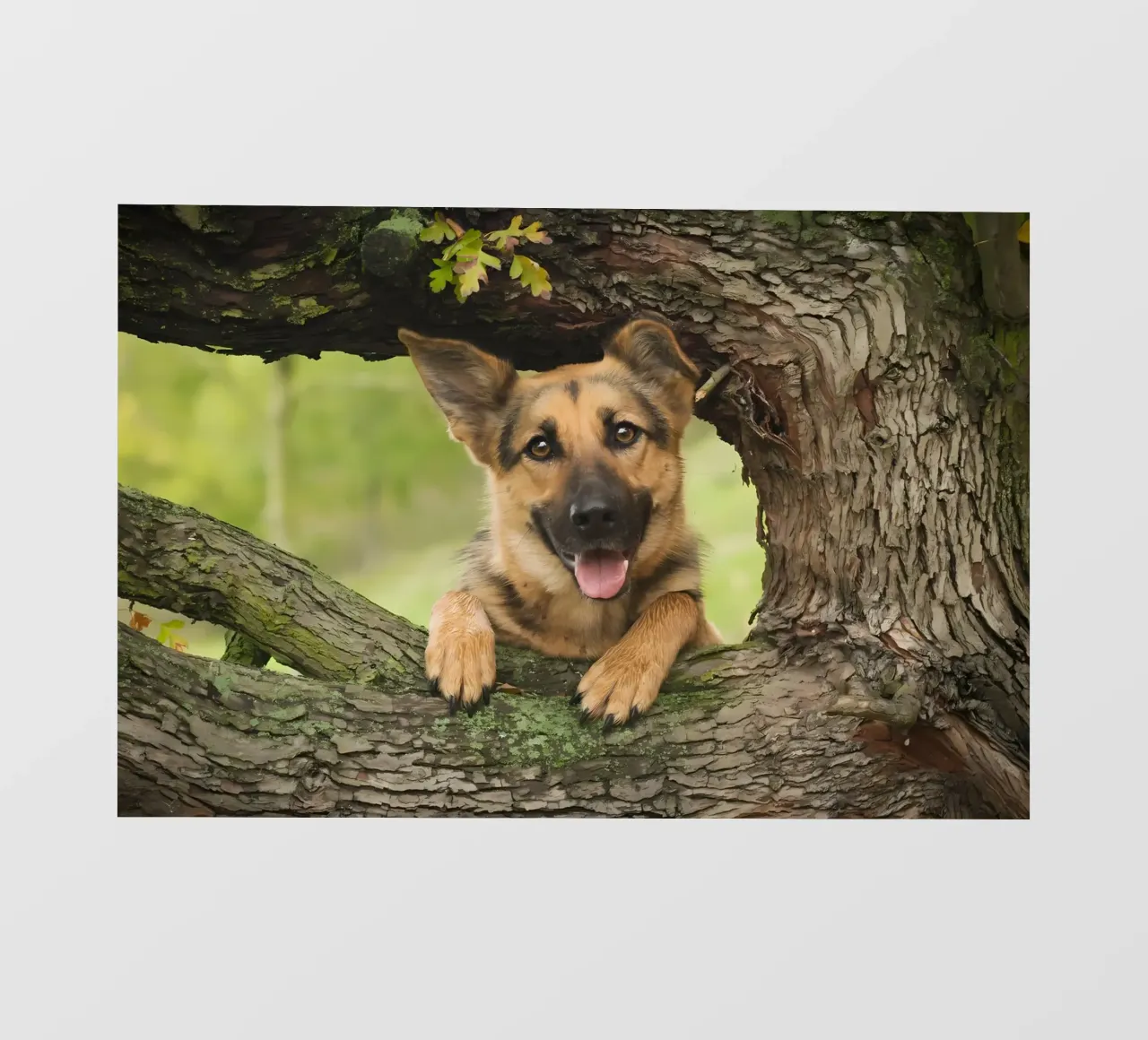 Dierenposter 252 fotobehang van Korrie Lane