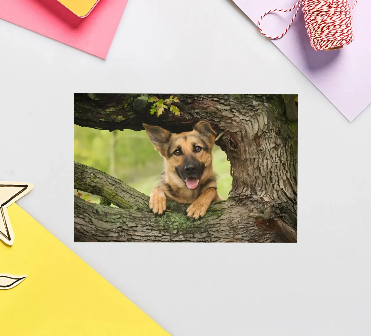 Dierenposter 252 sticker van Korrie Lane