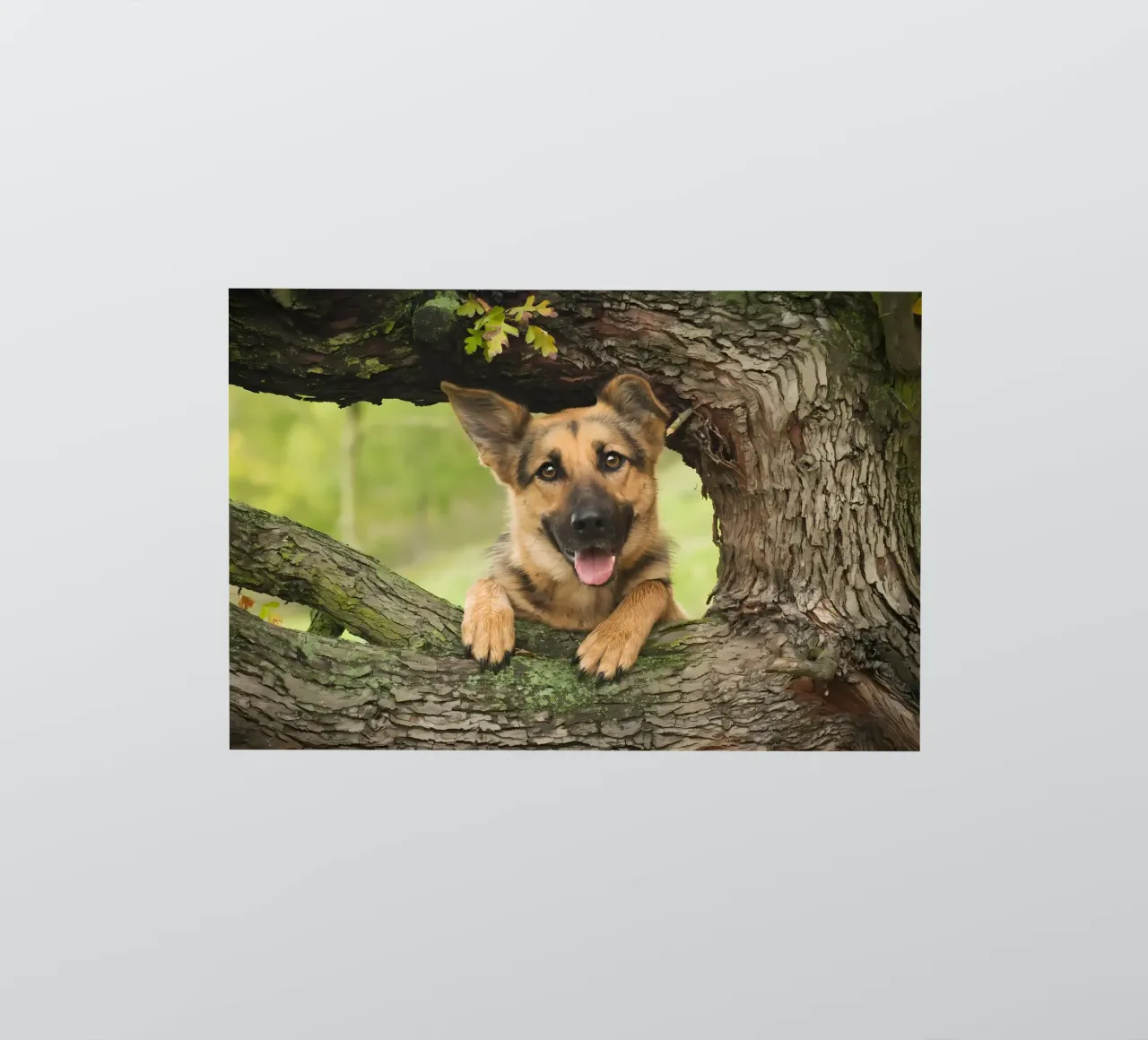 Dierenposter 252 sticker van Korrie Lane