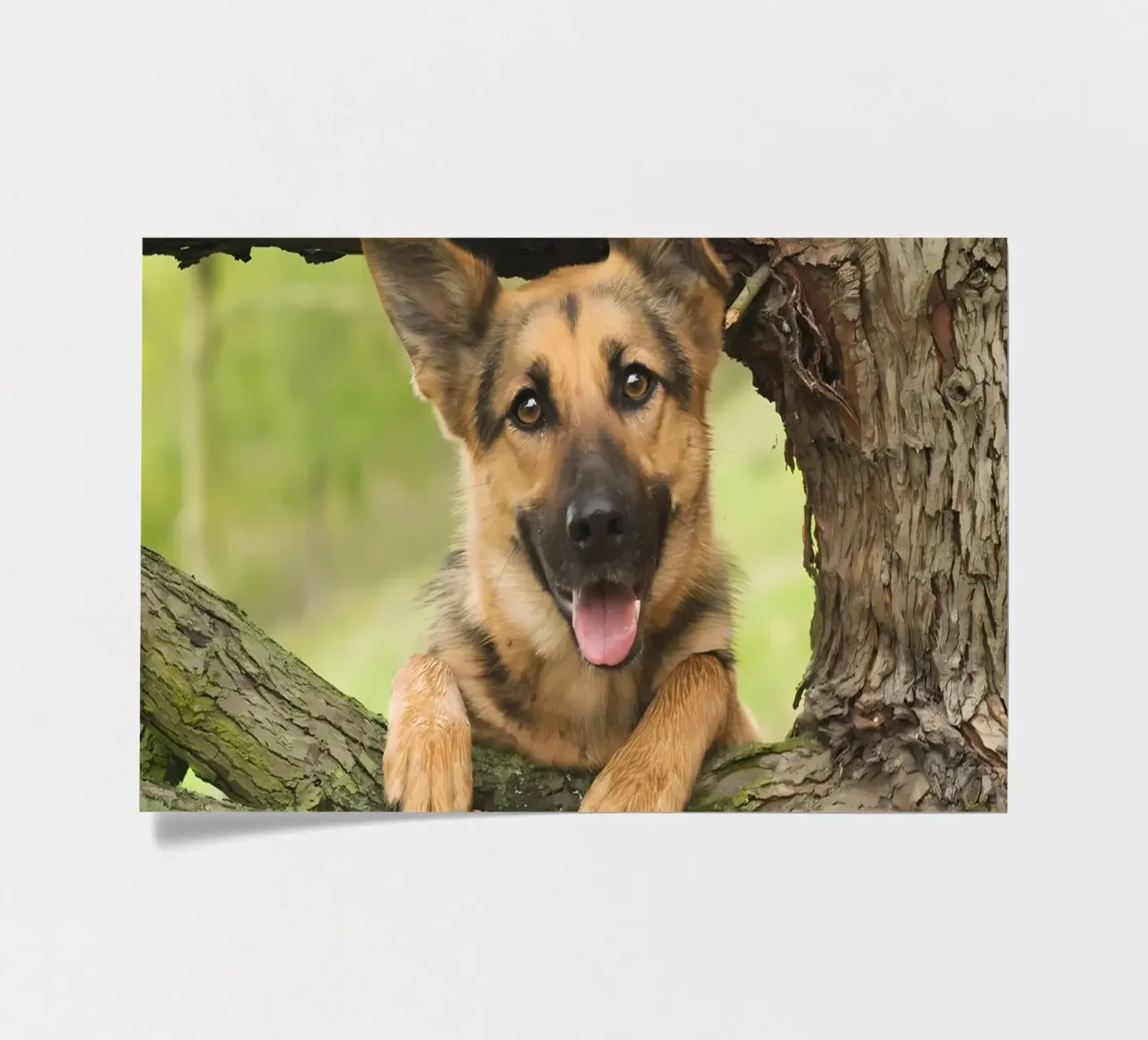 Dierenposter 252 stickervel van Korrie Lane