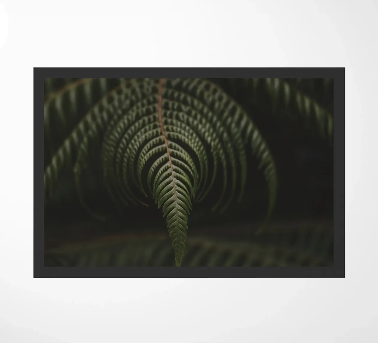 Fern 2 zerbino da Nur Mut