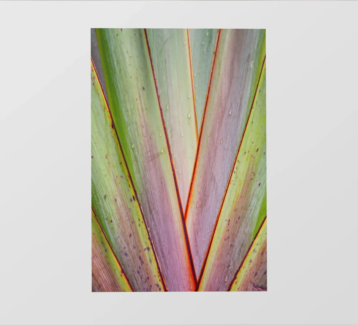 Flax Pattern backlit film by Nur Mut