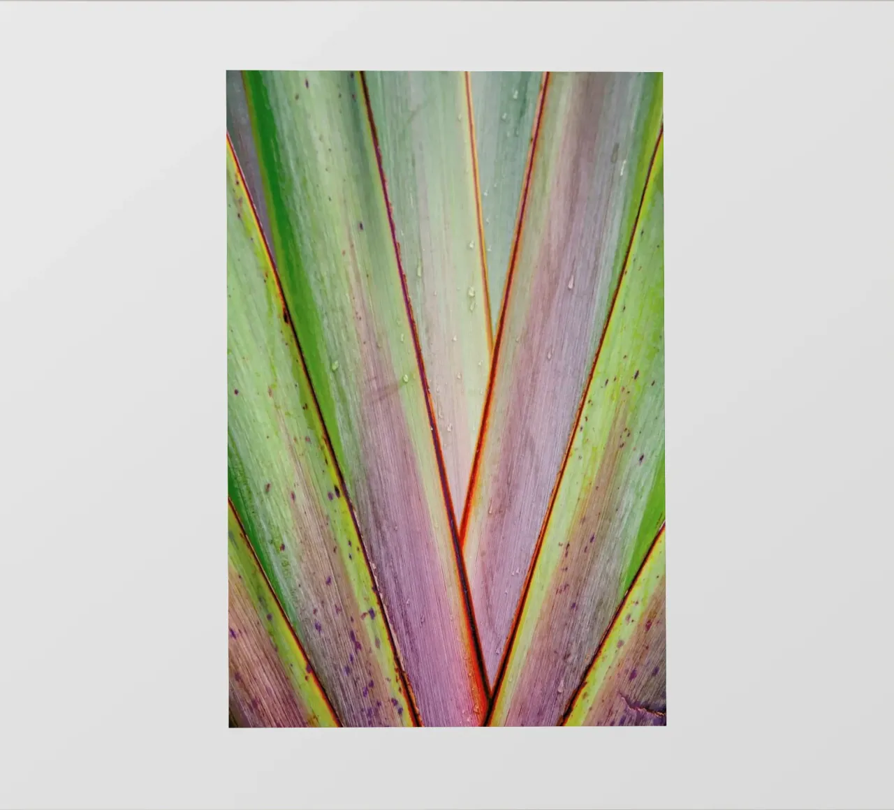 Flax Pattern pellicola backlit da Nur Mut