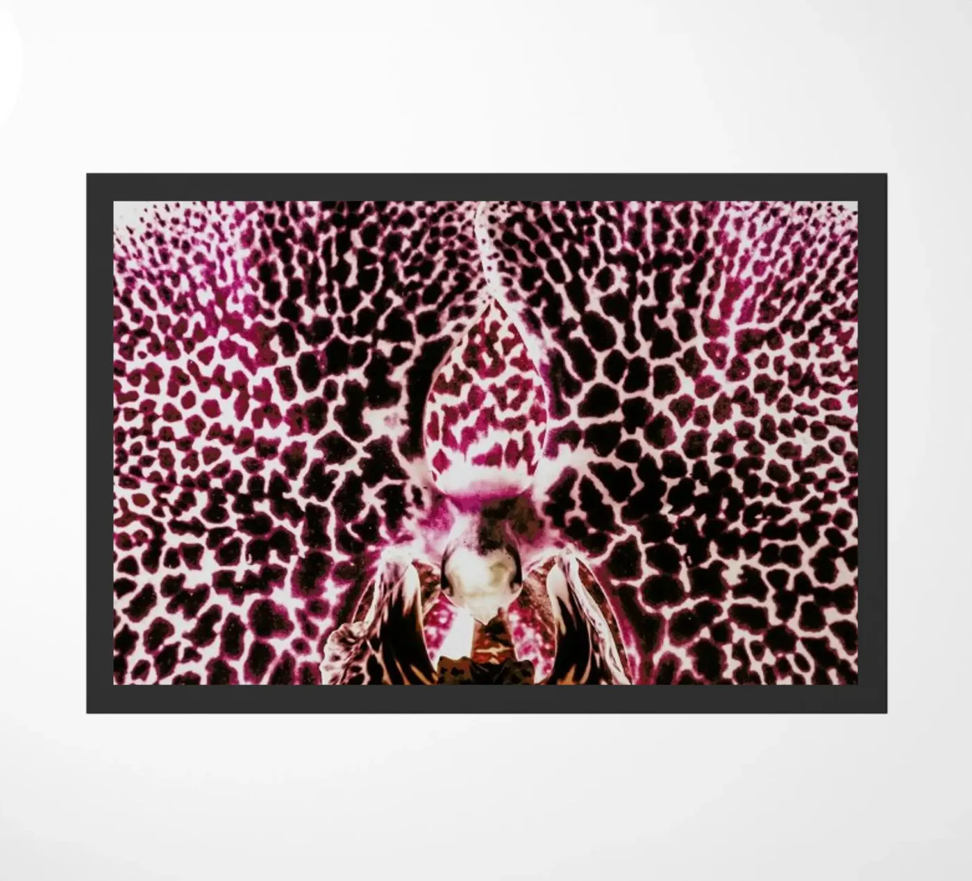 Leopard Orchid zerbino da Shot By Clint