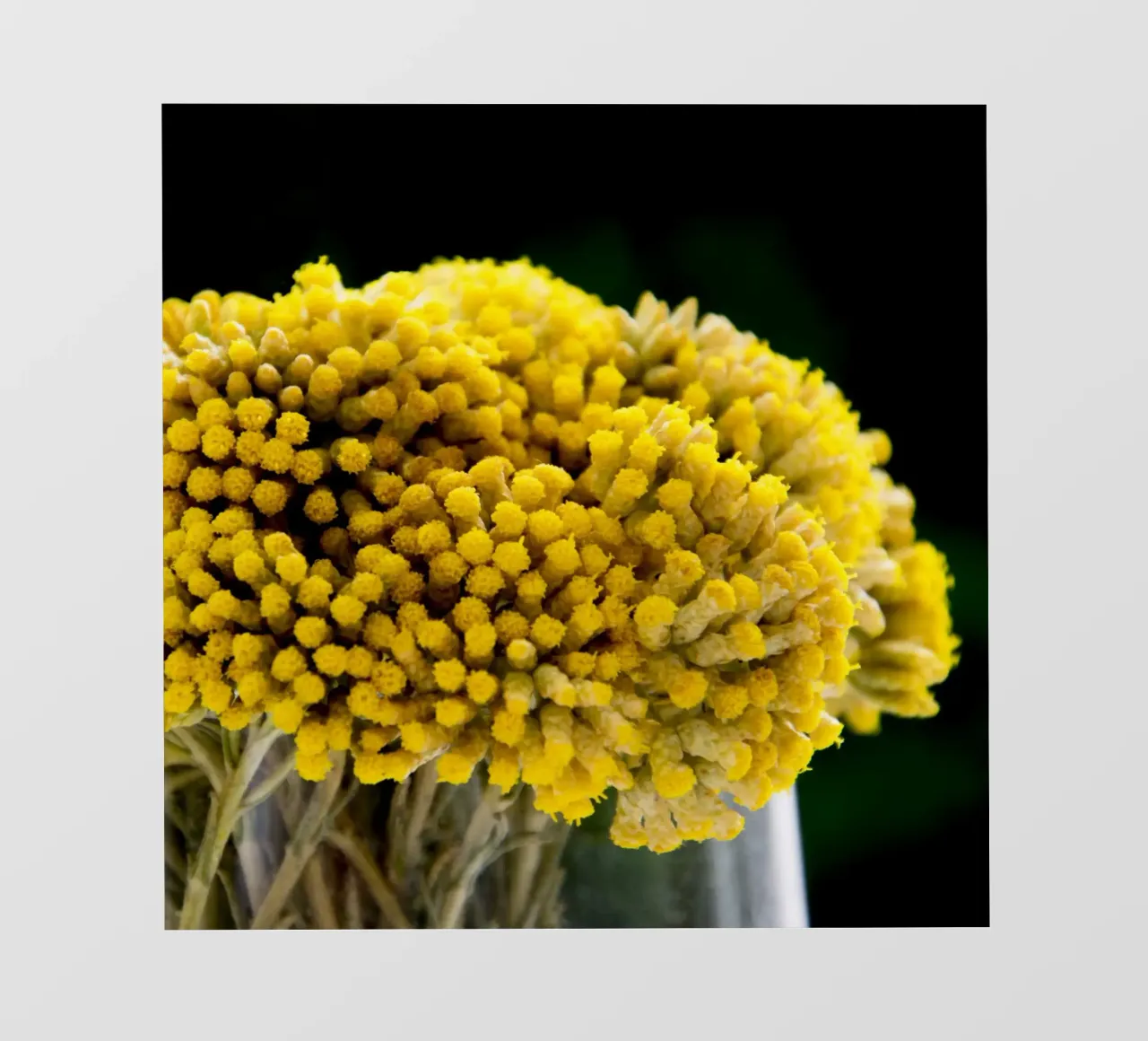 Fiori di curry I telo in pvc da Teresa André