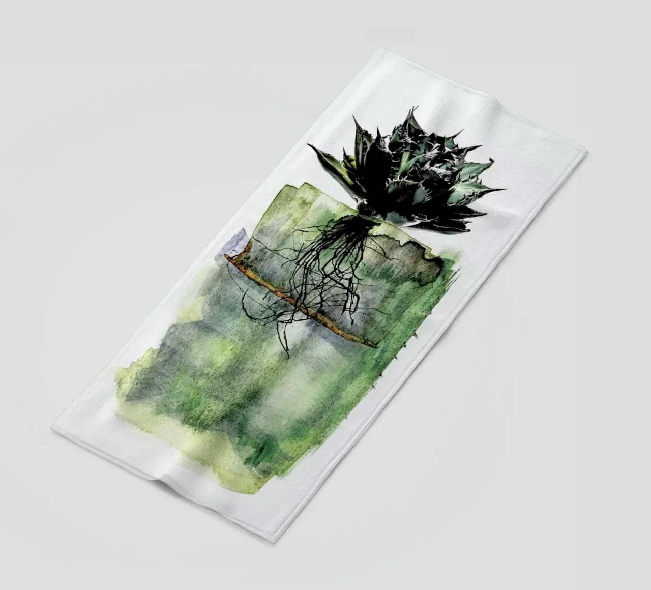 Agave telo mare da Shot By Clint