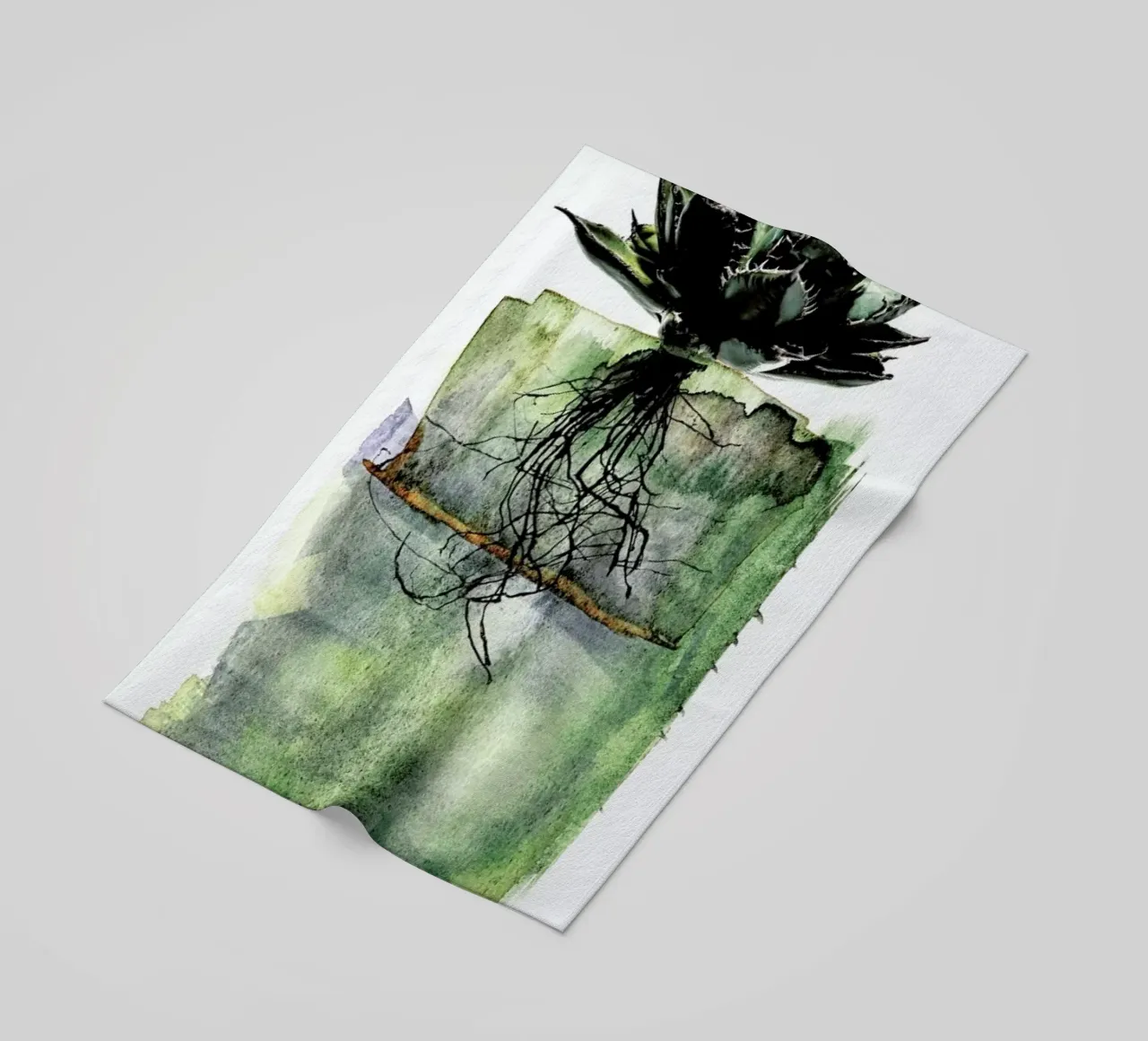 Agave telo mare da Shot By Clint