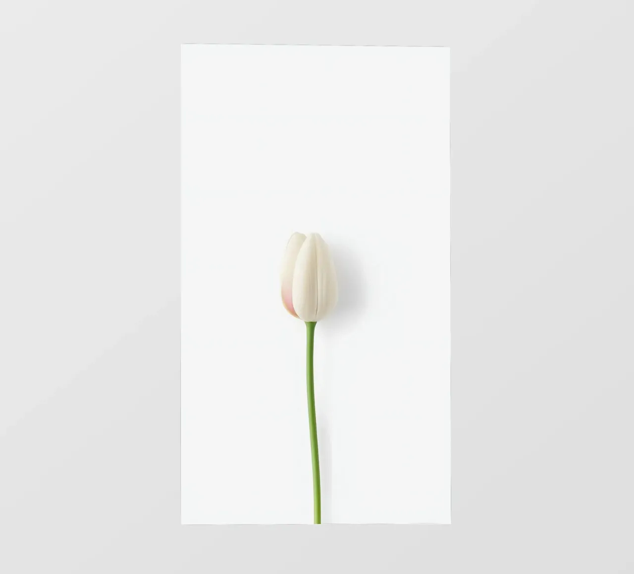fiore minimale telo in pvc da mazzihanq