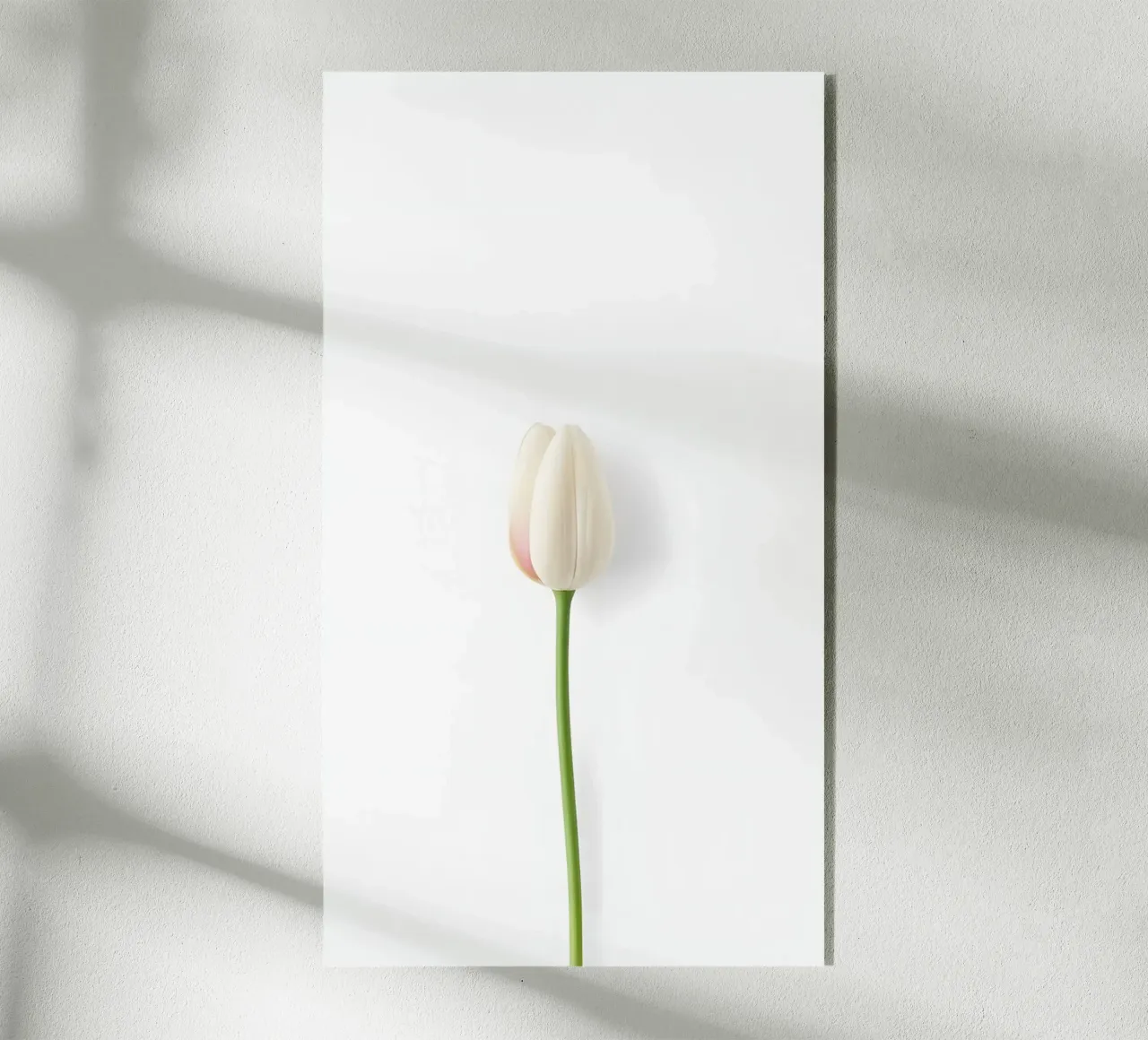 fiore minimale plexiglass da mazzihanq