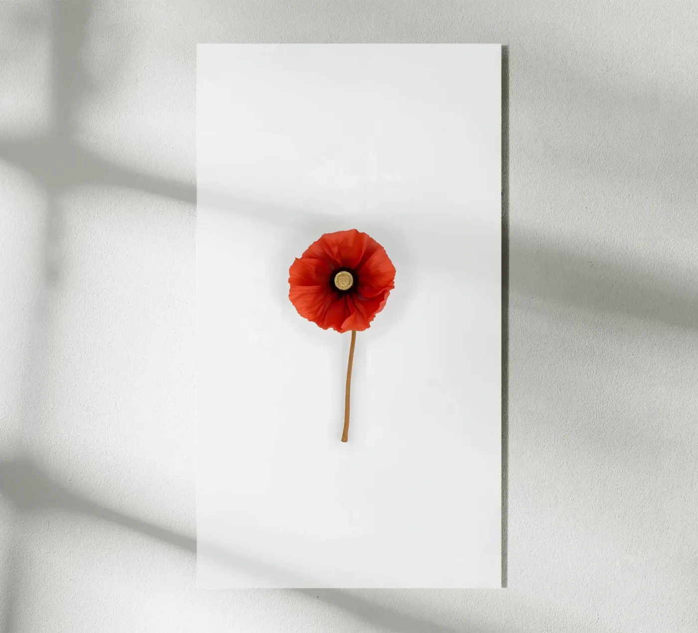 Minimalismo floreale plexiglass da mazzihanq