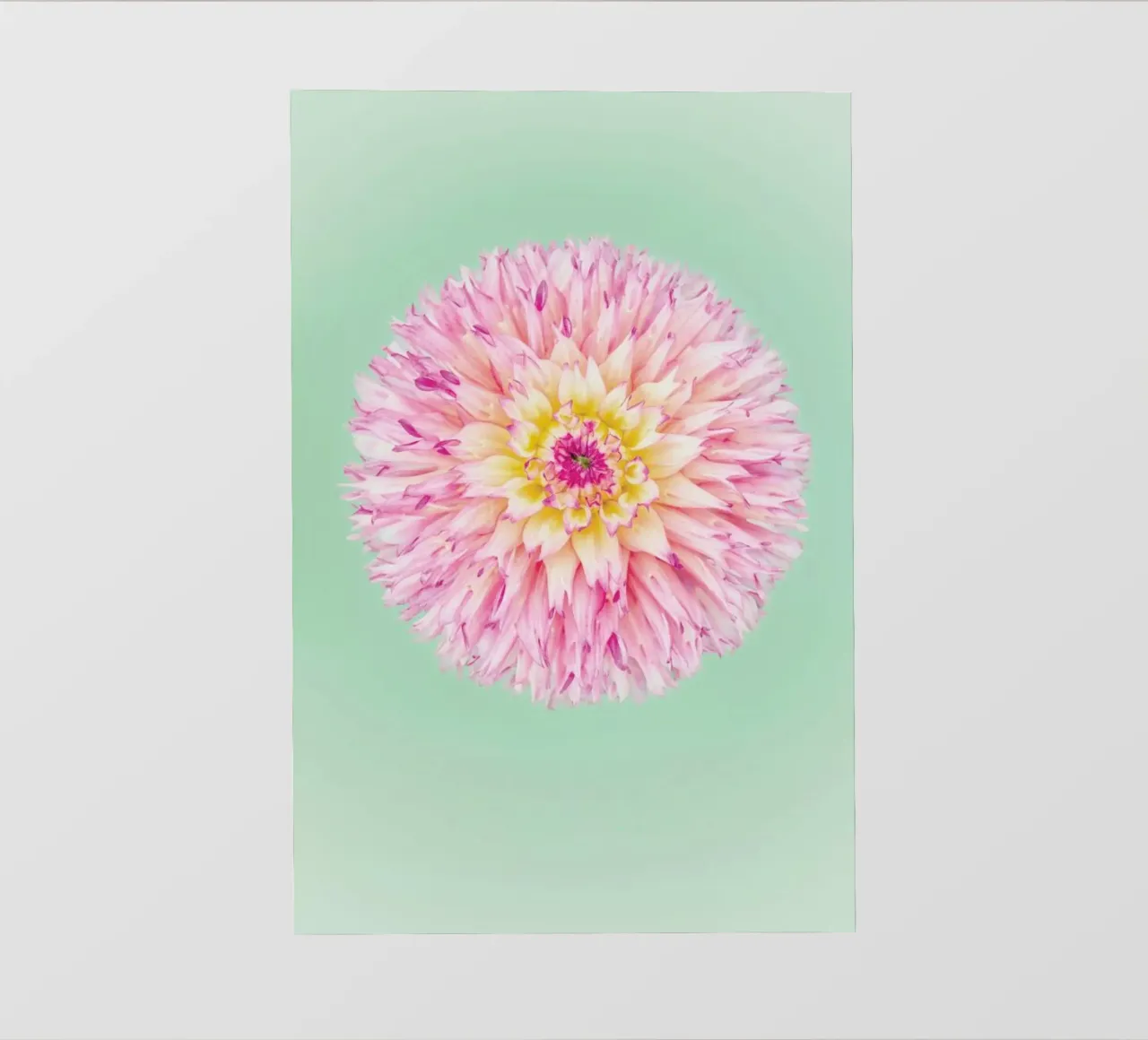 Pink Dahlia telo in pvc da Curious Collections by Marielle Leenders