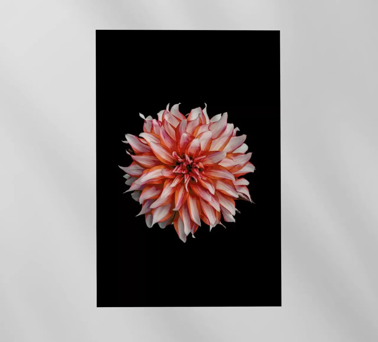 Devil Dahlia pellicola backlit da Curious Collections by Marielle Leenders