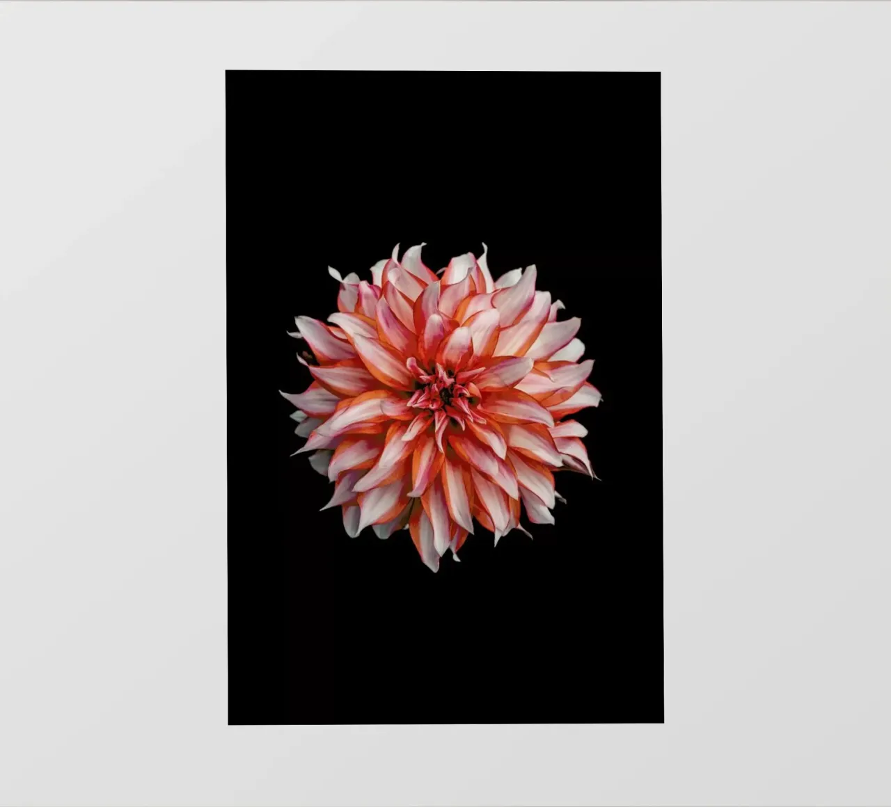 Devil Dahlia pellicola backlit da Curious Collections by Marielle Leenders