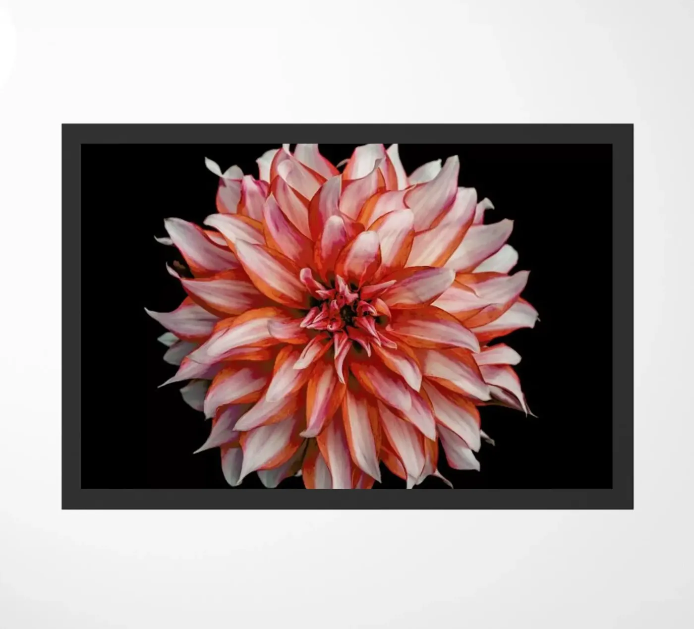 Devil Dahlia zerbino da Curious Collections by Marielle Leenders