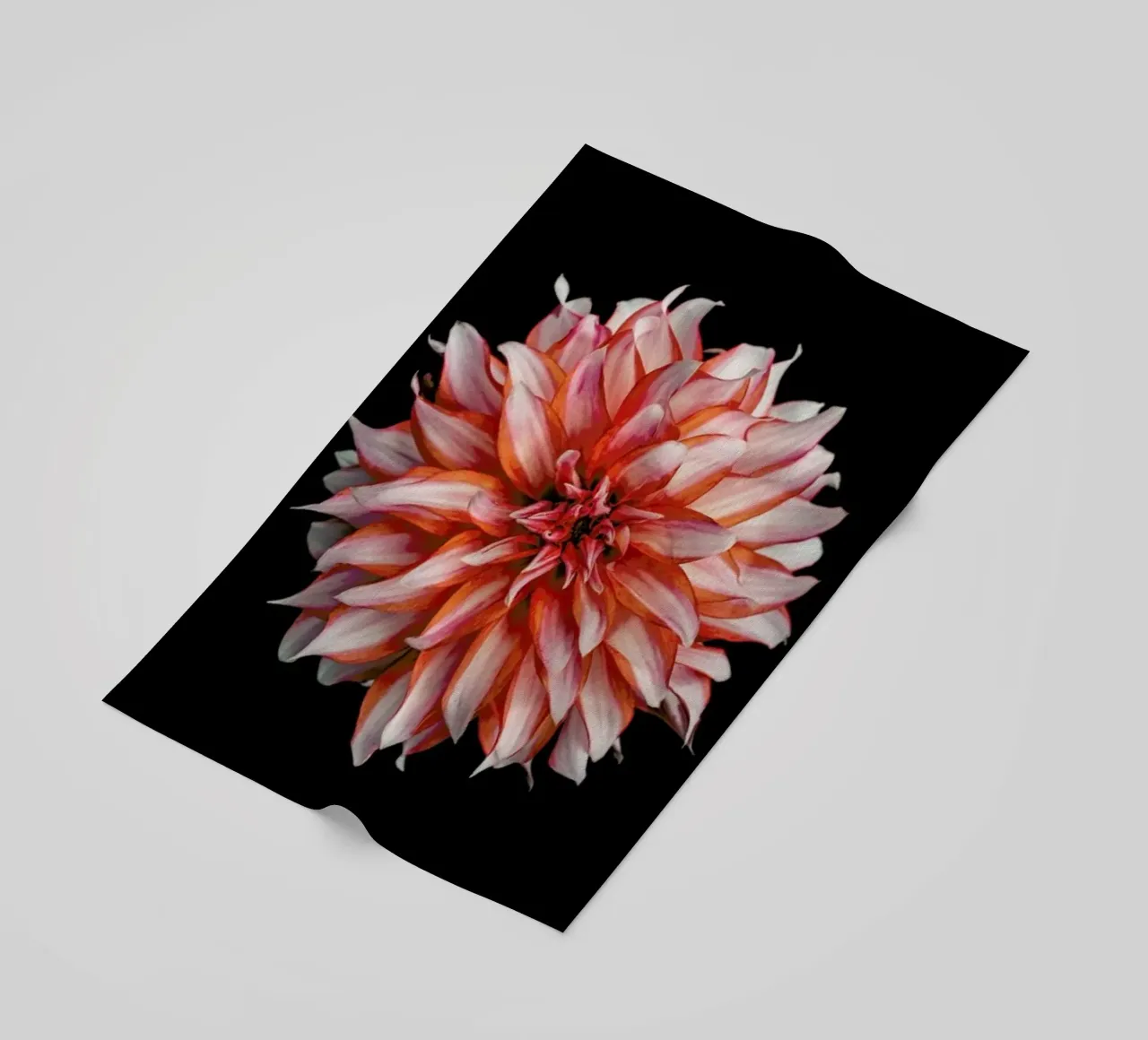 Devil Dahlia telo mare da Curious Collections by Marielle Leenders