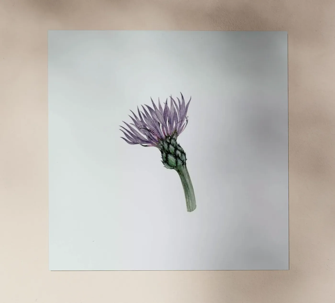 Cornflower pellicola backlit da Maria Vdovichenko