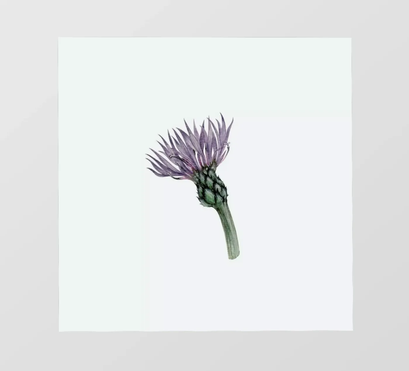 Cornflower pellicola backlit da Maria Vdovichenko