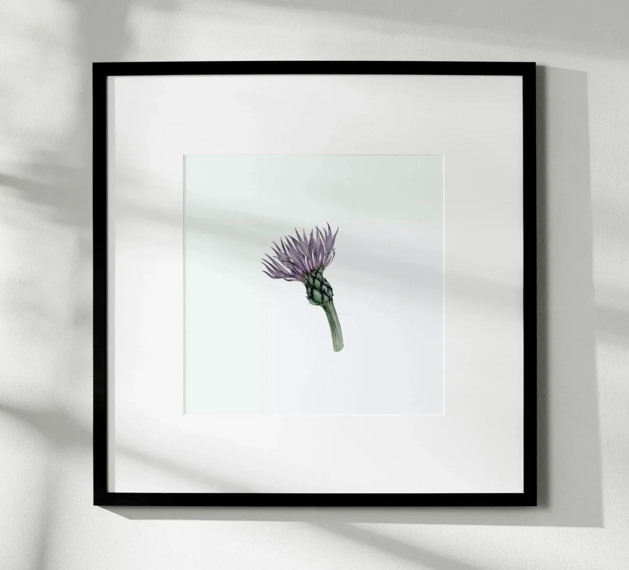 Cornflower carta hahnemühle da Maria Vdovichenko