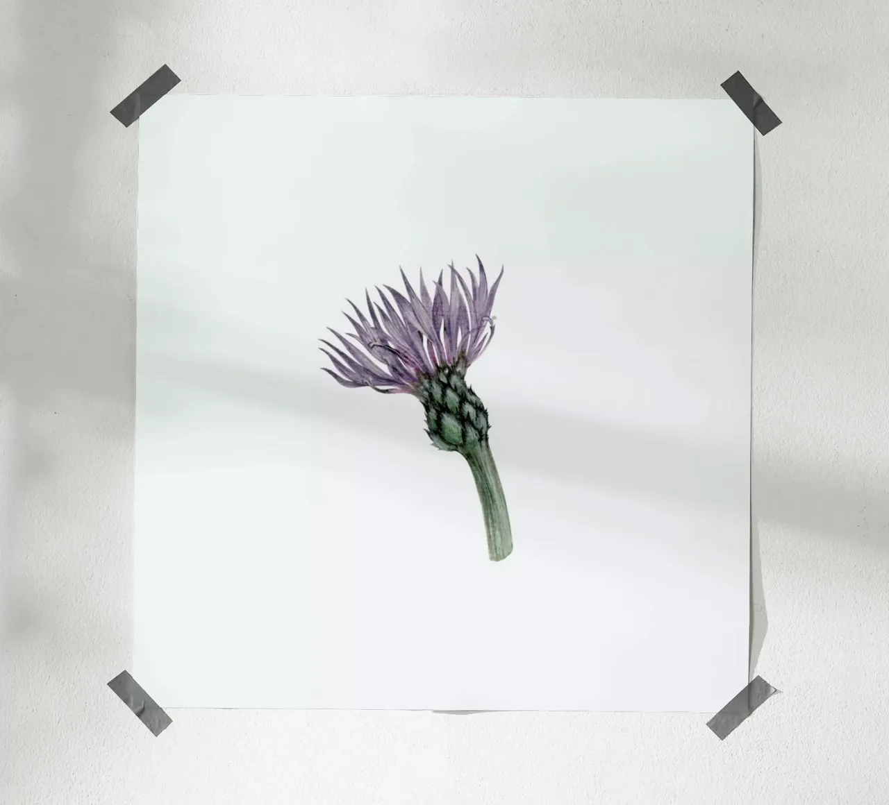 Cornflower carta hahnemühle da Maria Vdovichenko