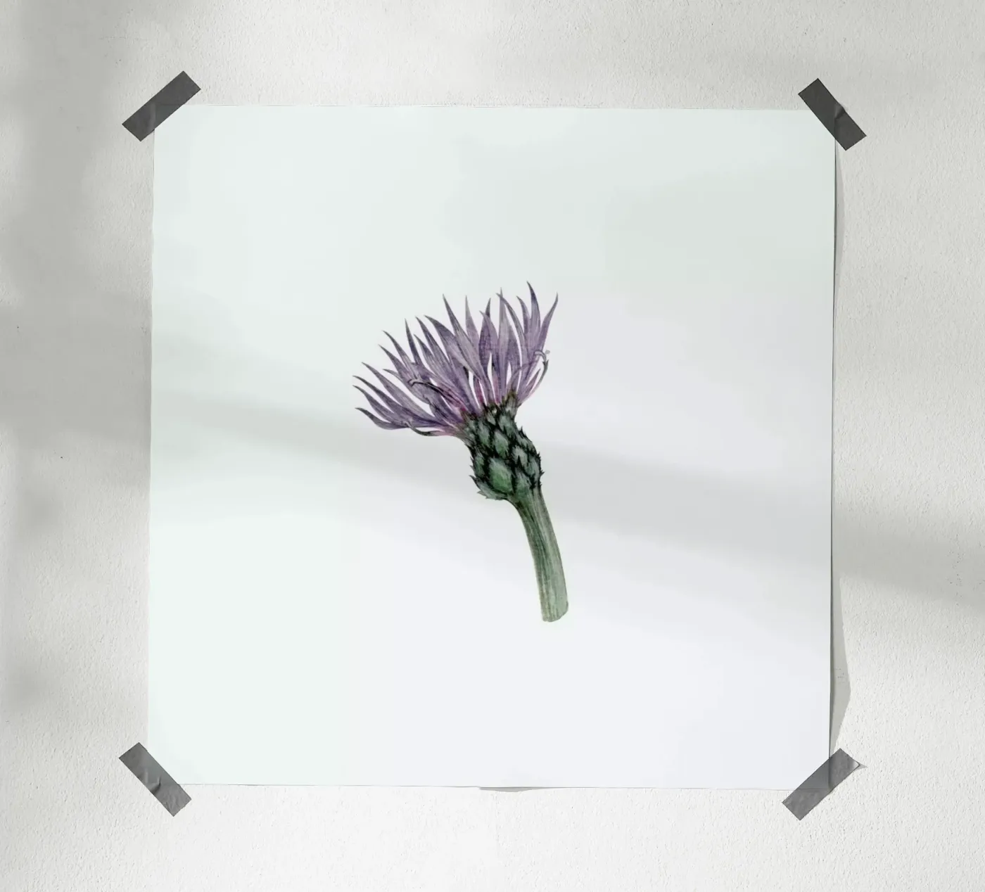 Cornflower Poster von Maria Vdovichenko