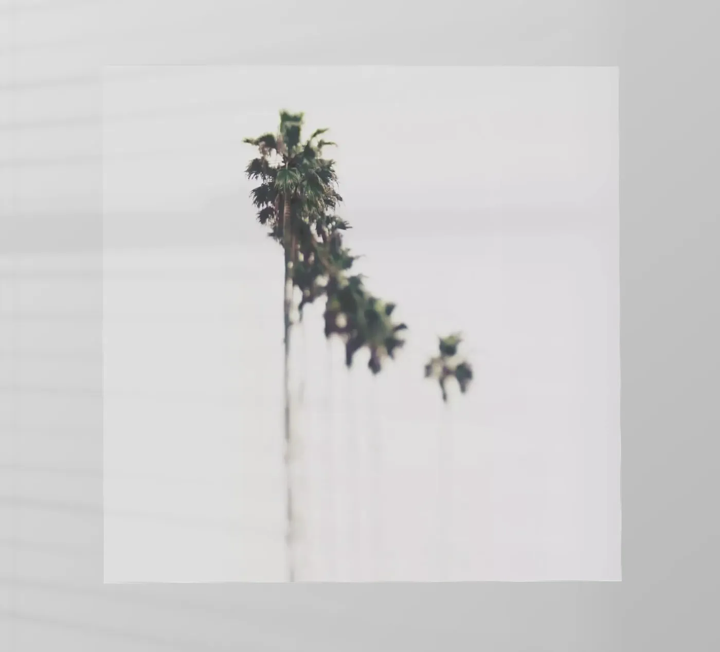 Palms pellicola backlit da Ingrid Beddoes