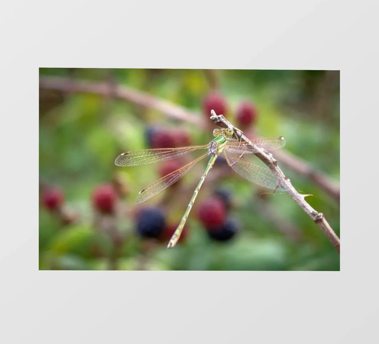 Libellules sur un mûriers papier peint photo de MiniClic