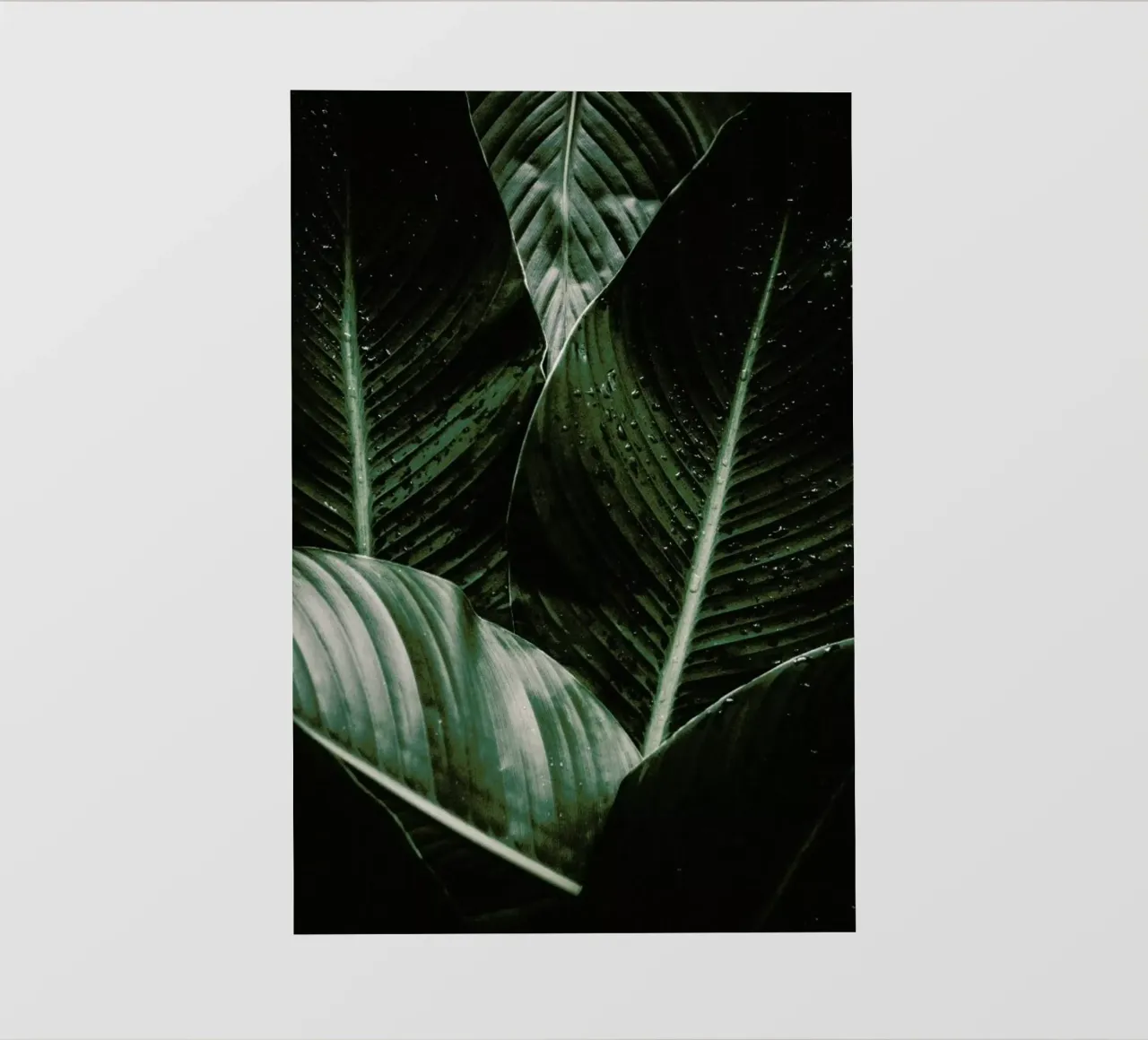 Palm Drops telo in pvc da Chris Abatzis