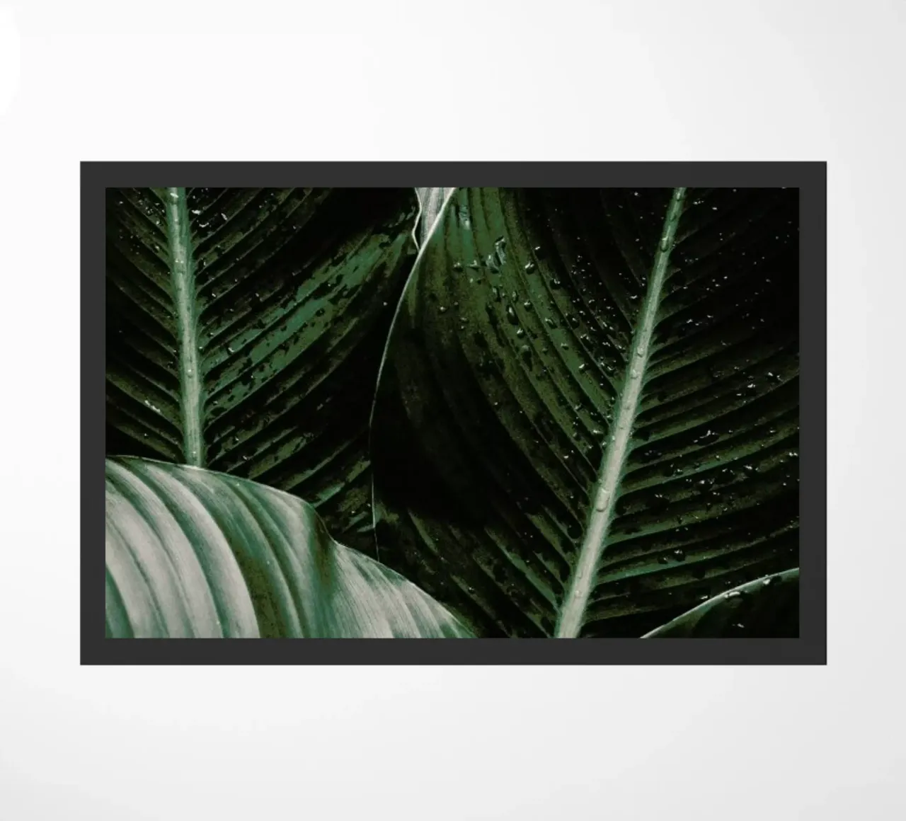 Palm Drops zerbino da Chris Abatzis