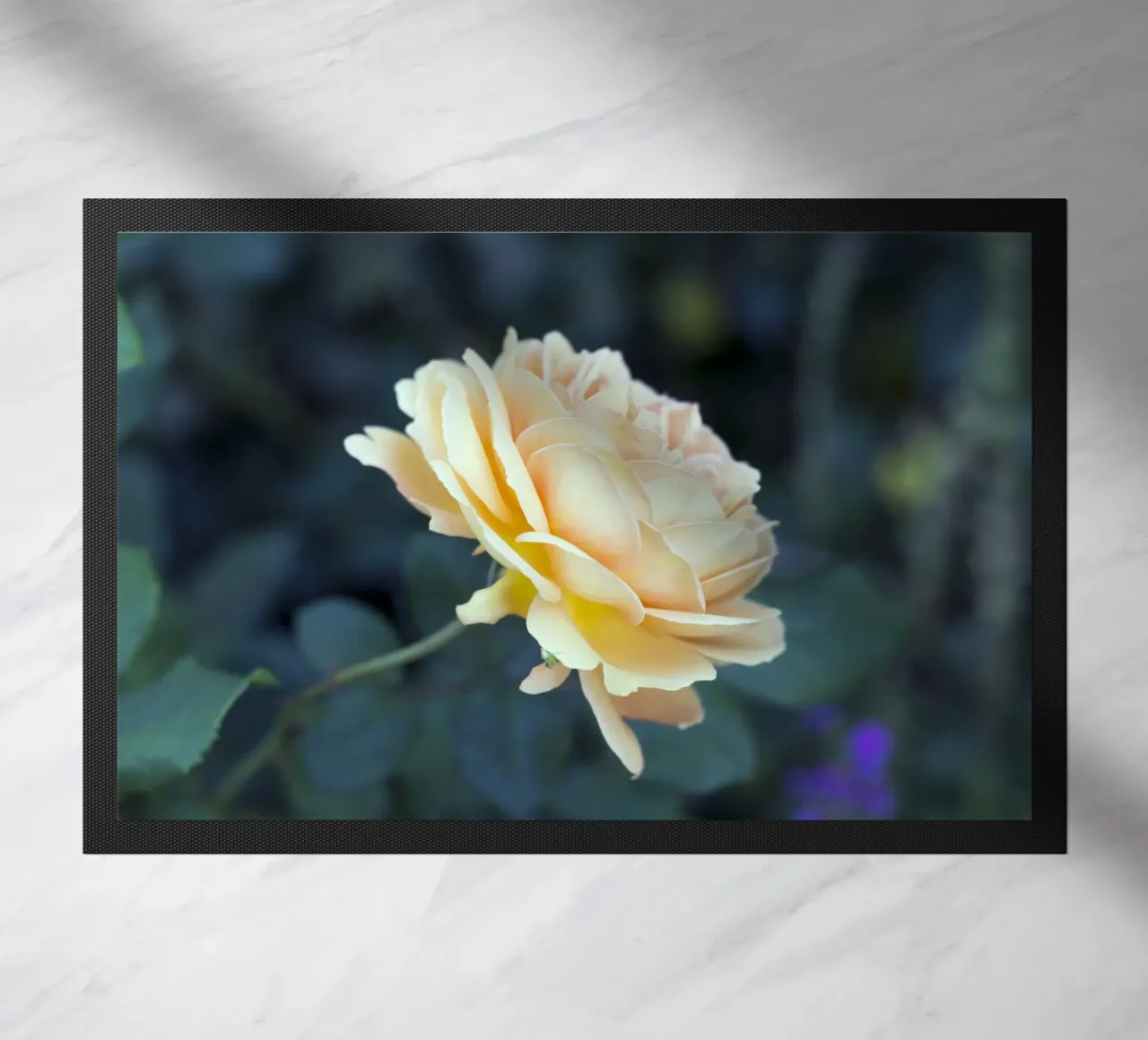 Rosa zerbino da corvinamedia.design