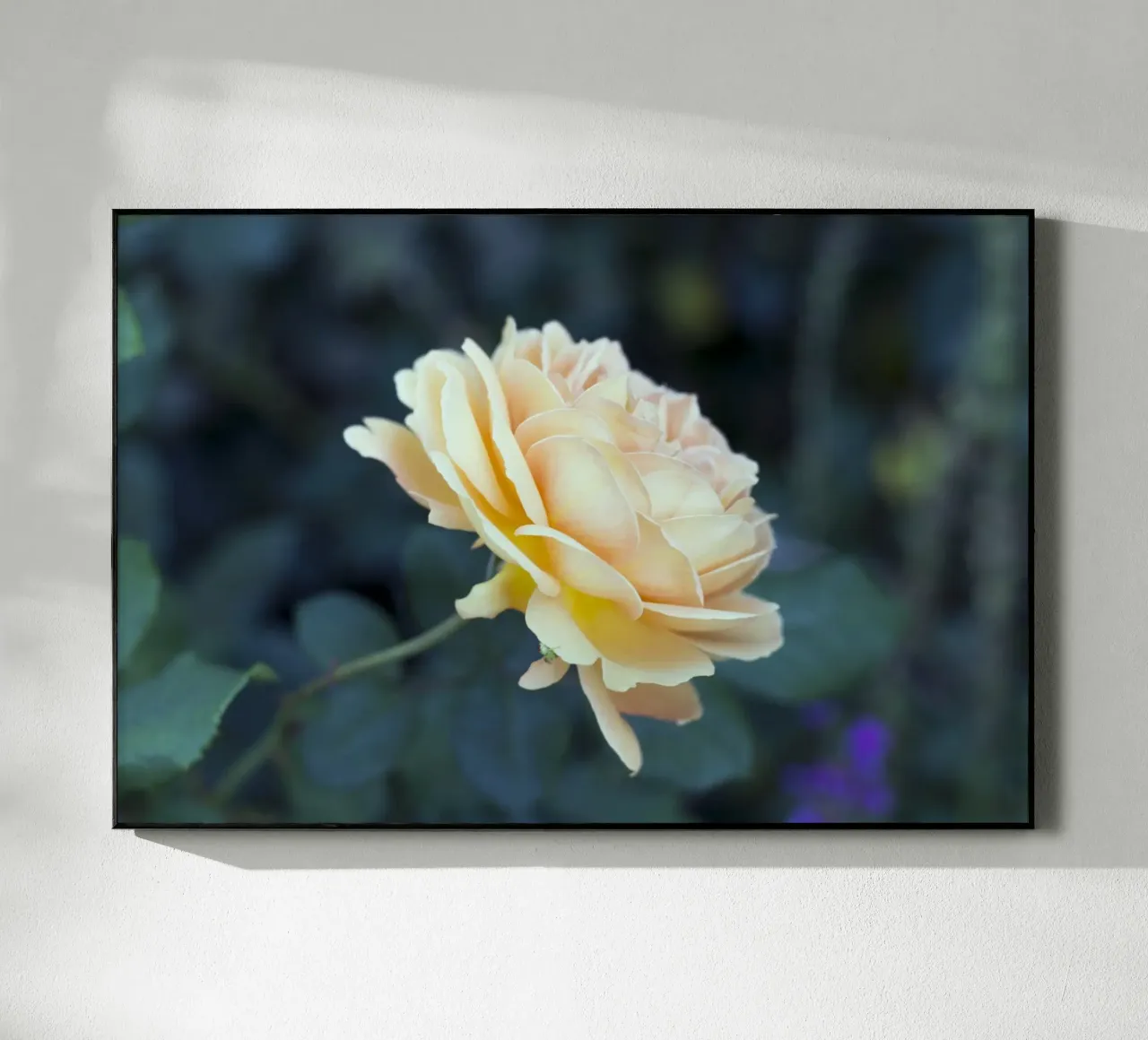 Rosa plexiglass da corvinamedia.design